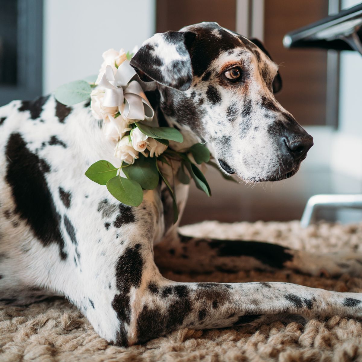 black-and-white great dane with a wedding corsage around its neck